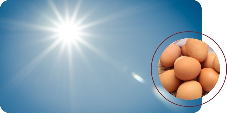 Blog_SunlightForMoreEggs_900x450