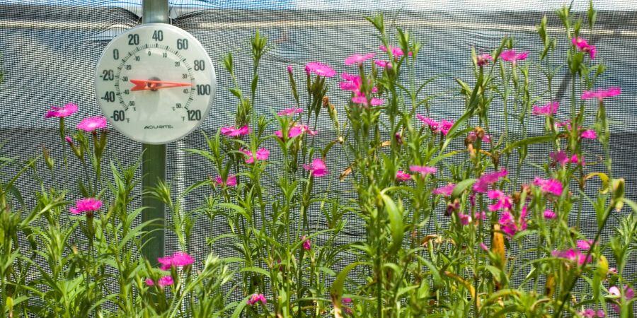 Blog_Tempature in Greenhouse With Shade Cloth_900x450