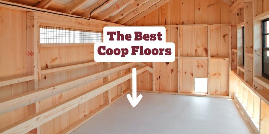 Blog_TheBestChickenCoopFloors_900x450