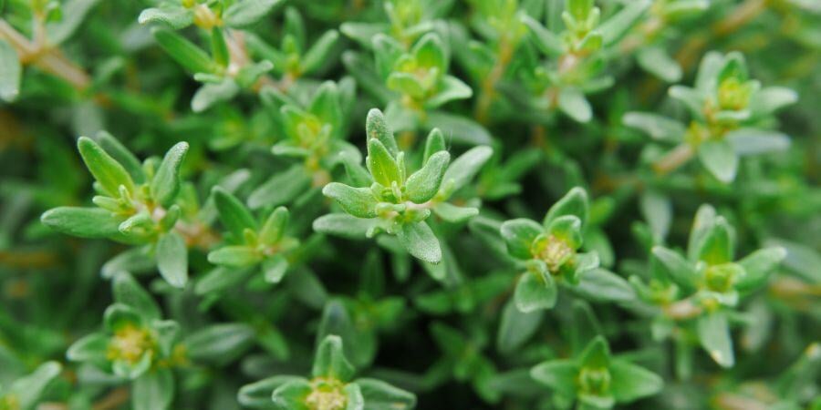 Blog_Thyme in Greenhouse_900x450