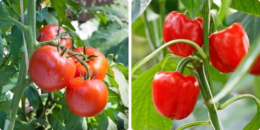 Blog_TomatoAndPepperPlantInGreenhouse_900x450
