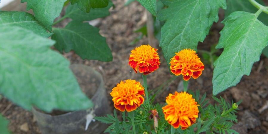 Blog_TomatoPlantsAndMarigoldsInGreenhouse_900x450