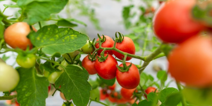 Blog_Tomatoes Grown in Greenhouse_900x450
