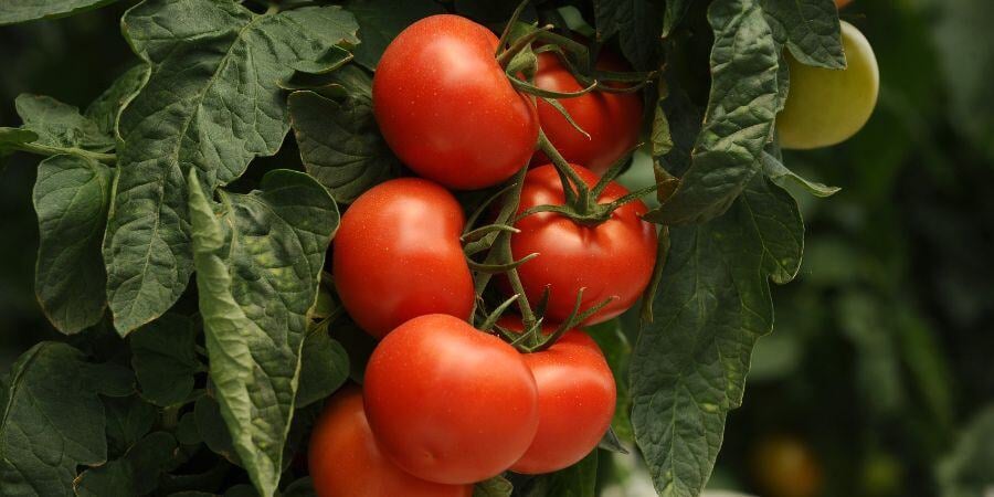 Blog_TomatoesGrowingInGreenhouse_900x450