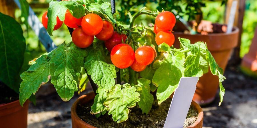Blog_TomatoesInGreenhouse_900x450