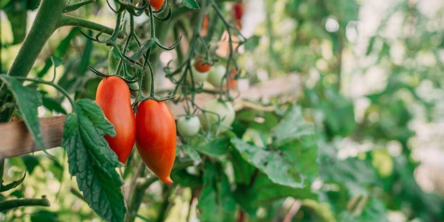Blog_TomatosGrowingOnTrellisInGreenhouse_900x450