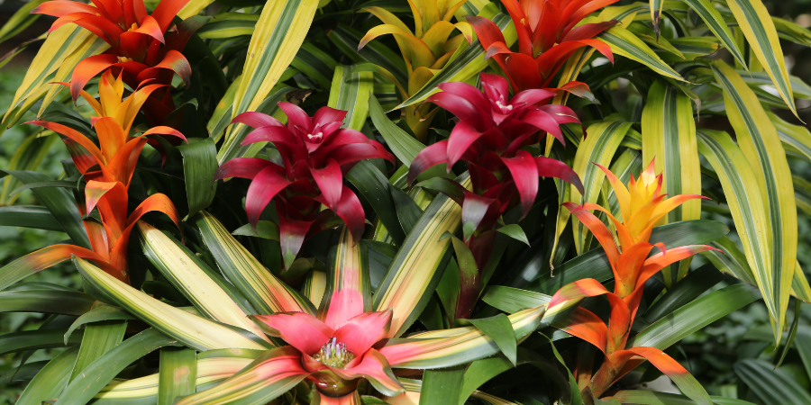 Blog_Tropical Plant_900x450