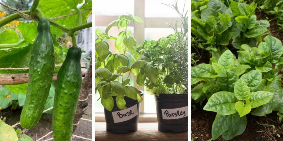Blog_VerticalGardenPlants_900x450