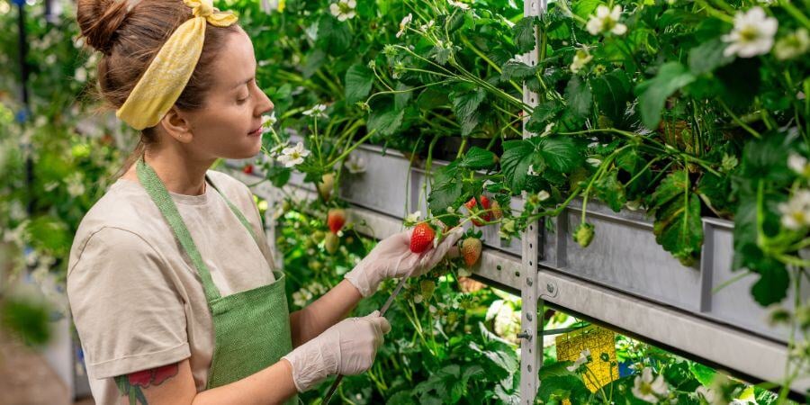 Blog_VerticalGardeningInGreenhouse_900x450