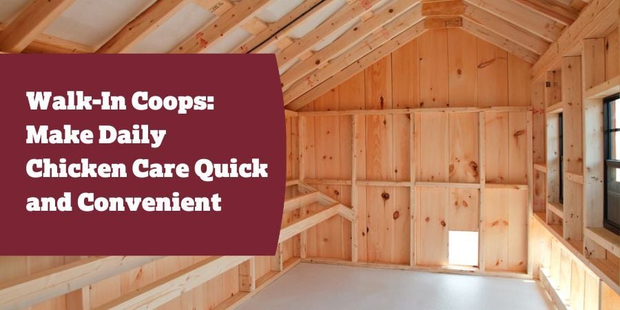 Blog_WalkInCoopsMakeDailyChickenCareQuickAndConvenient_900x450