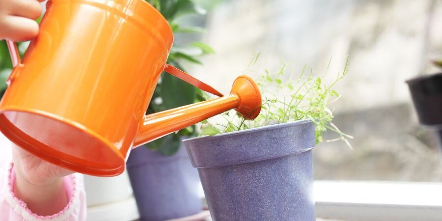 Blog_WateringGreenhousePlants_900x450