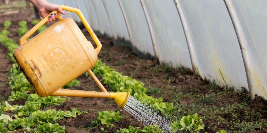 Blog_WateringPlantsInAGreenhouse_900x450