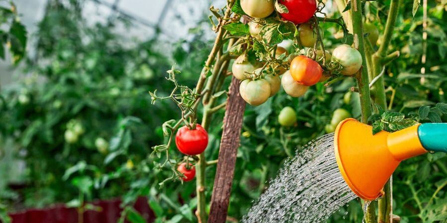 Blog_WateringTomatoPlantInGreenhouse_900x450