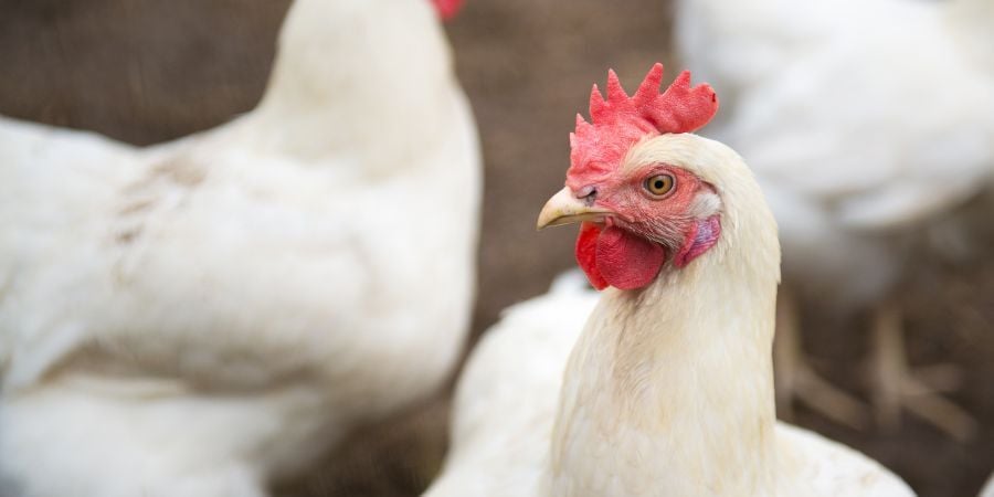 Blog_WhiteChickensInCoop_900x450