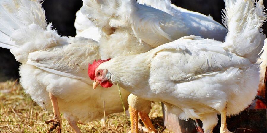 Blog_WhiteChickensInsideChickenCoop_900x450