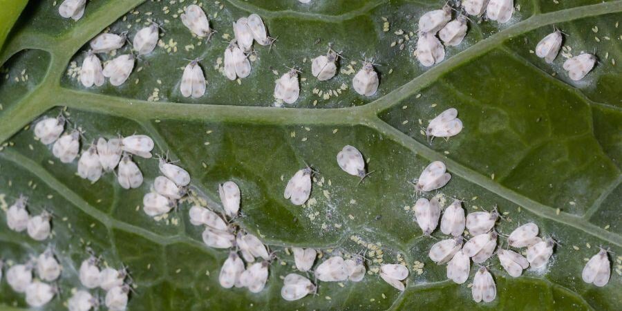Blog_WhiteflyPestsOnPlantLeaves_900x450