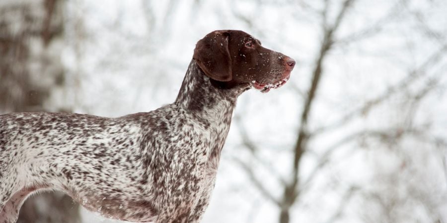 Blog_Winter Dog Side Angle_900x450