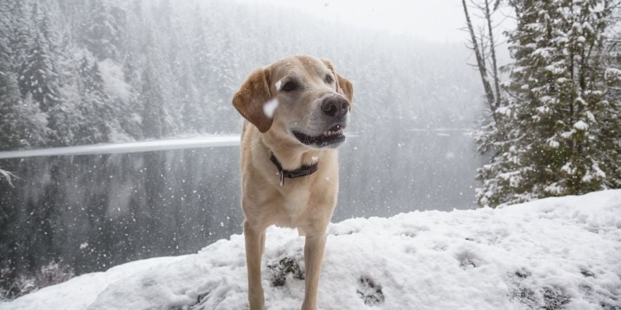 Blog_Winter Dog in Front of Lake_900x450