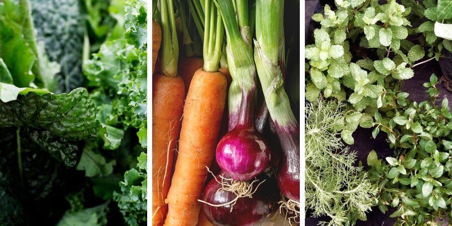 Blog_WinterPlants_900x450