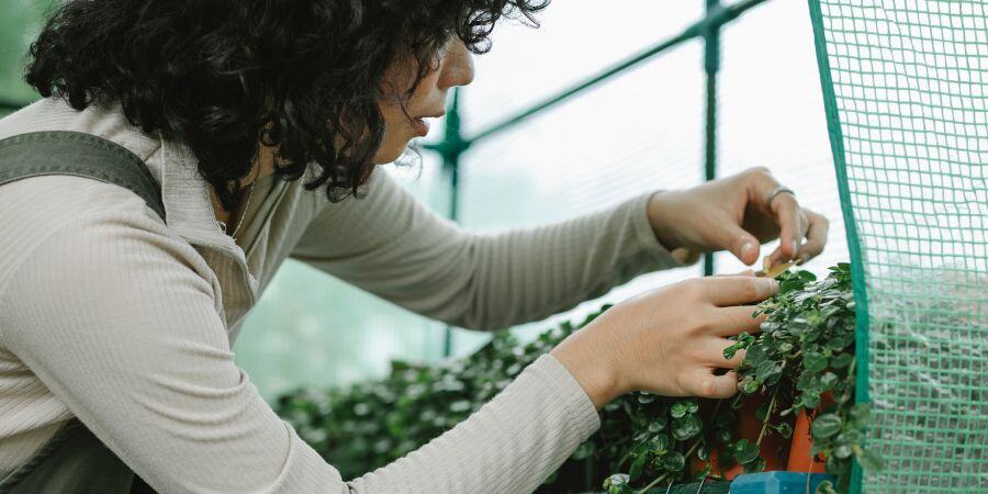 Blog_Woman Tending to Plants in Greenhouse_900x450