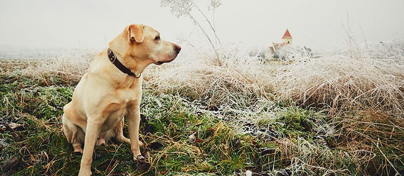 Keeping Your Dog Comfortable in any Weather