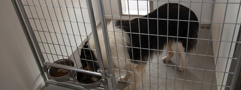 Dog Kennel Interior