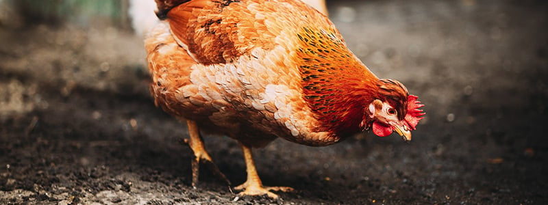 Homestead Animals: What to look for in Chicken Coops