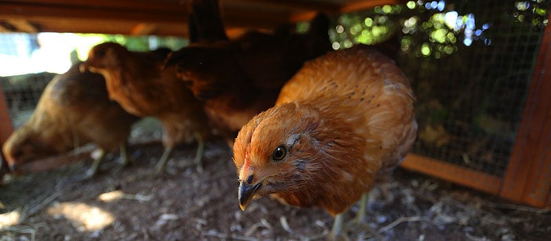 Keeping Chickens Warm in the Winter