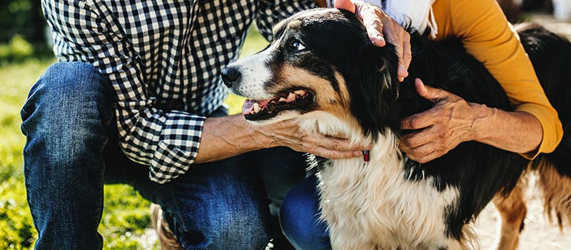 Happy Dog, Happy Owner