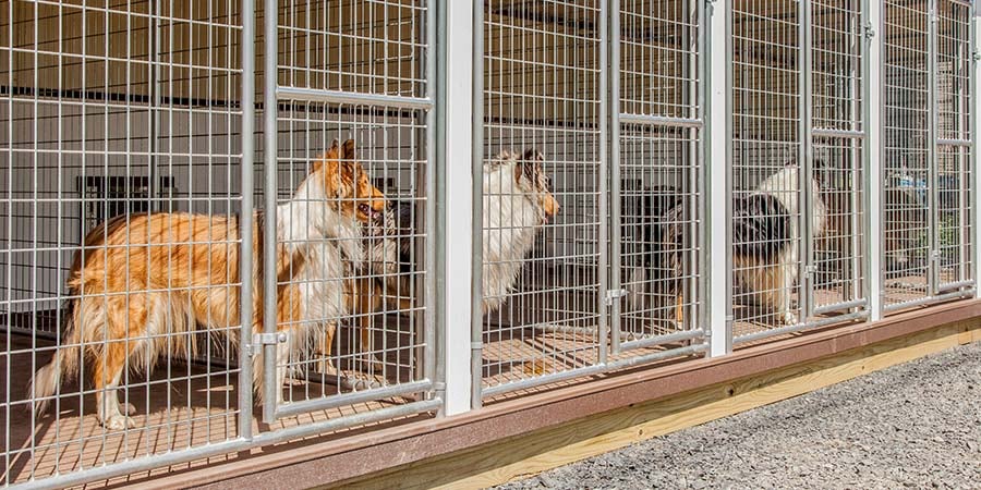 BuyOrBuildDogKennel