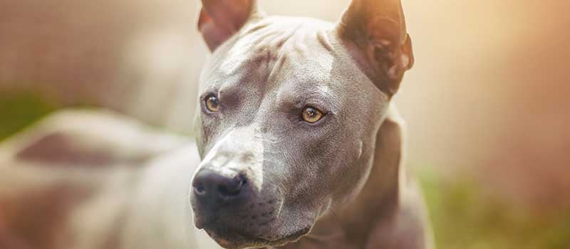 Accommodating House Guests Who Aren’t Dog Lovers