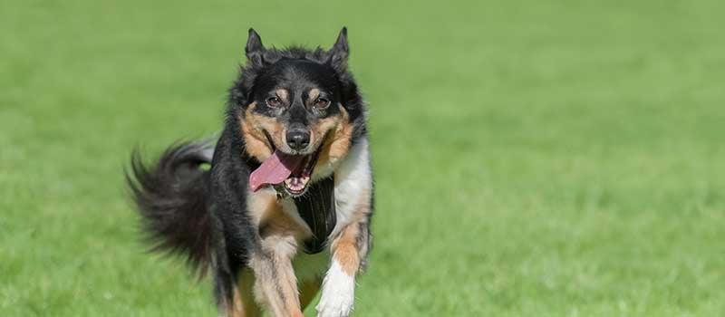 Working Dogs Thrive In Outdoor Dog Kennels