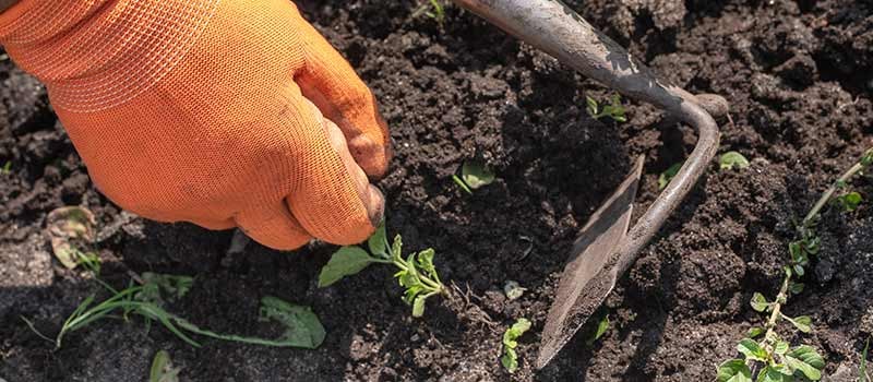 Gardening Hoe