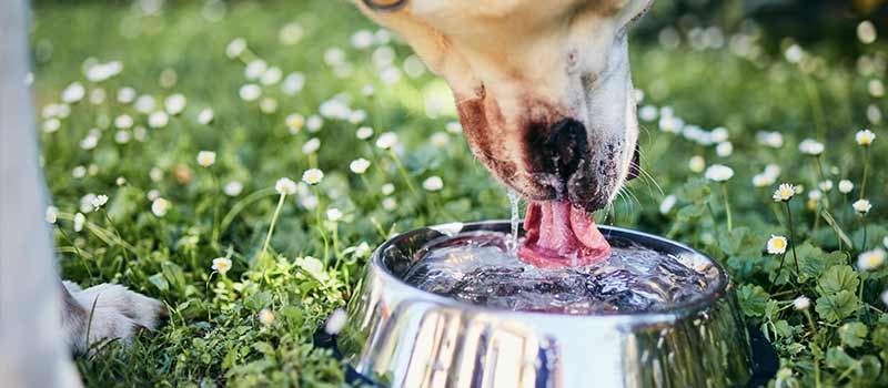 Outdoor Dog Drinking