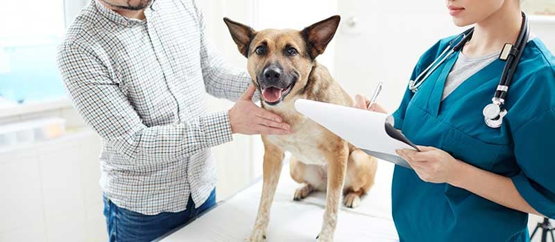 Find a Licensed Dog Vet with Expertise 