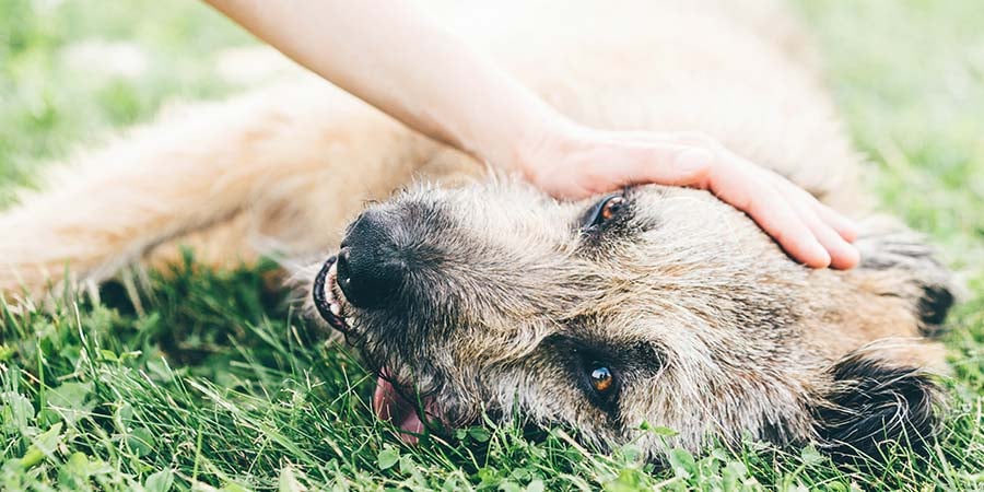 Signs of Heat Exhaustion