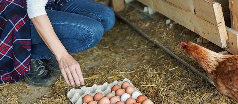 What Egg-Laying Looks Like in the Winter