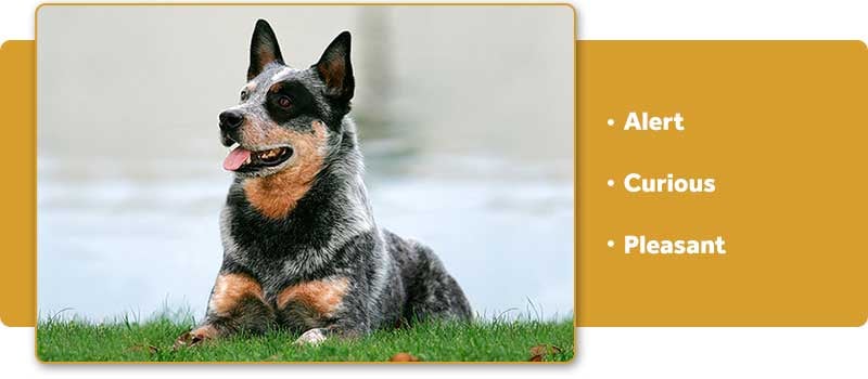 Australian Cattle Dog