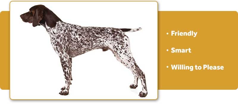 German Shorthaired Pointer