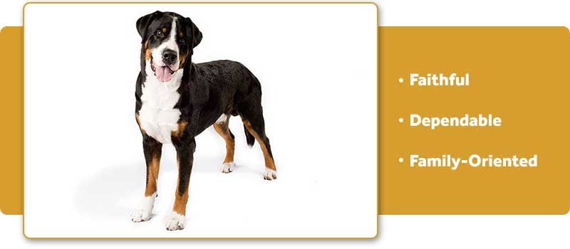 Greater Swiss Mountain Dog