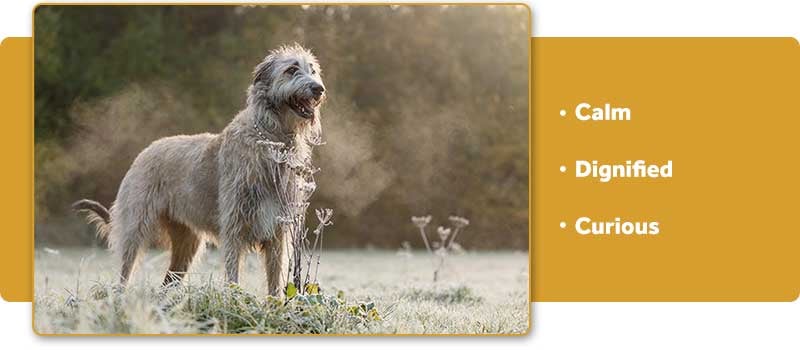 Irish Wolfhound