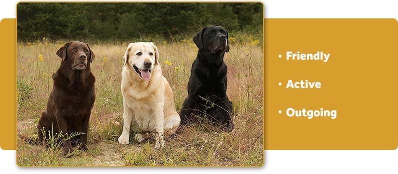 are labrador retrievers outdoor dogs