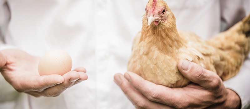 Facts You Should Know Before Getting Chickens