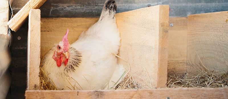 Ready to Invest in Backyard Chickens?