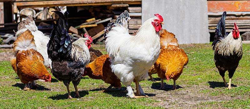 Which homestead chicken breed is right for you?