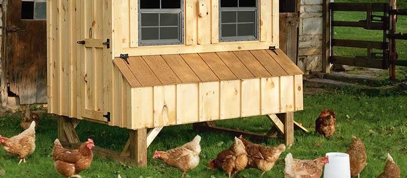 Free Range vs. Chicken Run: Which is Best for Homesteading?