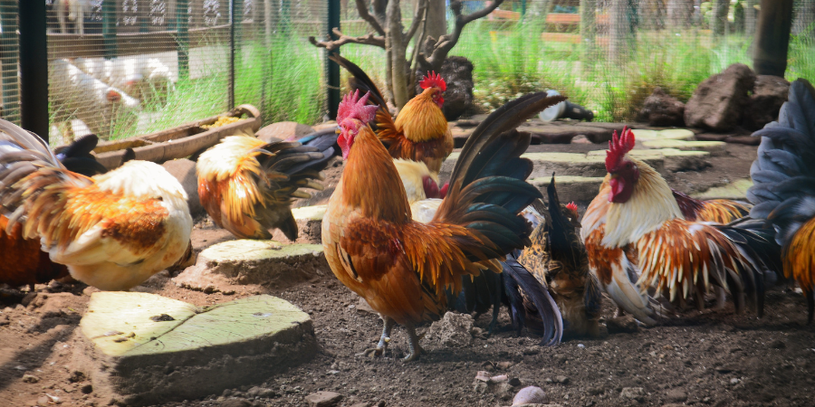 Chickens in a indoor pen