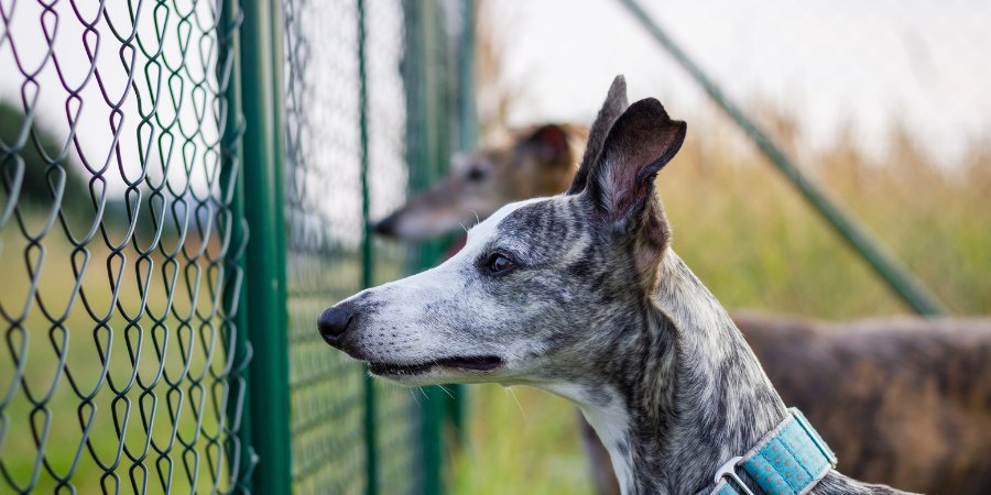 grey hounds looking outside the fencing