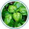 Email_Basil_300x300