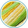 Email_Corn_300x300